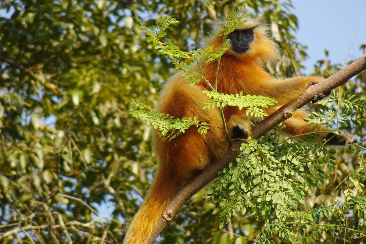 gee's golden langur is part of the bhutan animals list