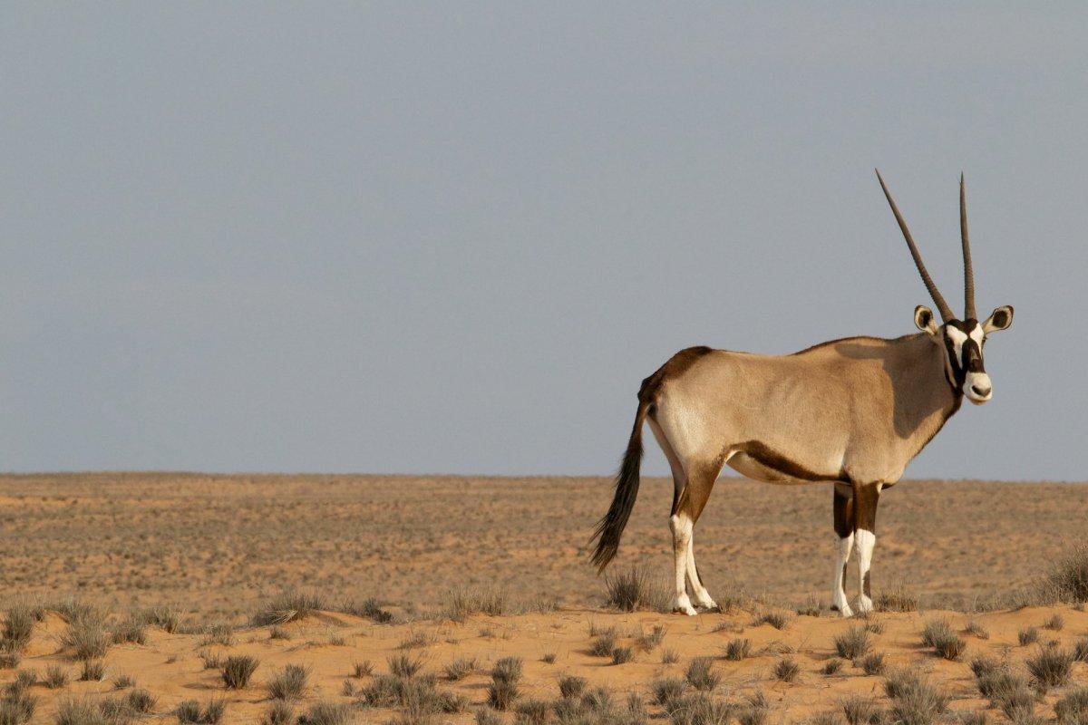 gemsbok is the national animal of namibia