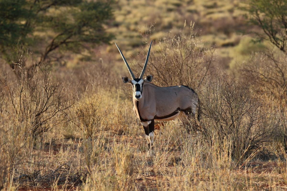 gemsbok is one of the south africa native animals