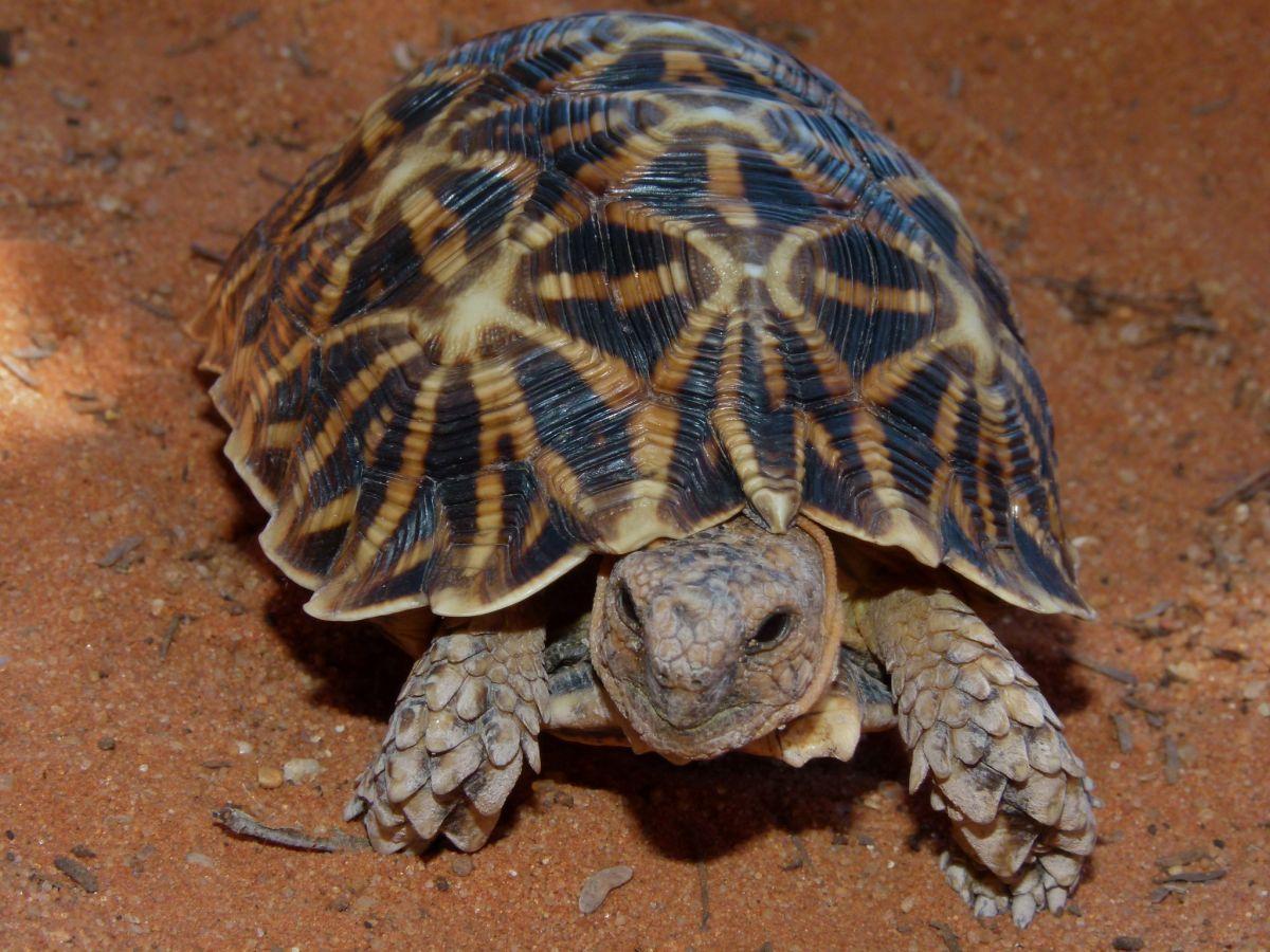 geometric tortoise is among the endangered animals south africa has on its land