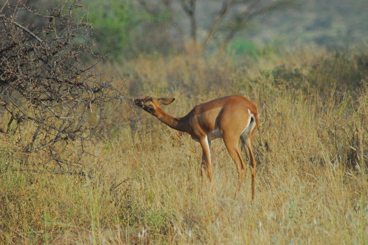 gerenuk is among the wildlife animals in kenya