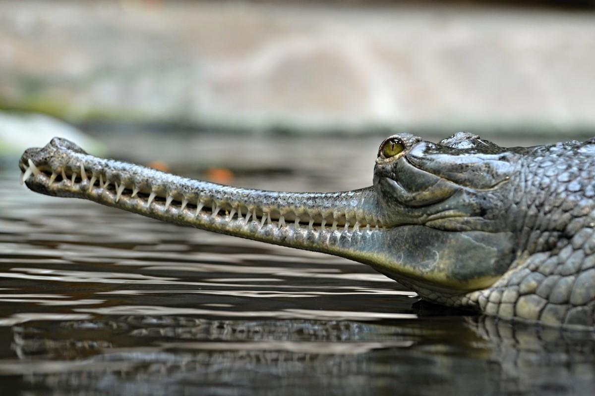 gharial is an endangered animal in pakistan
