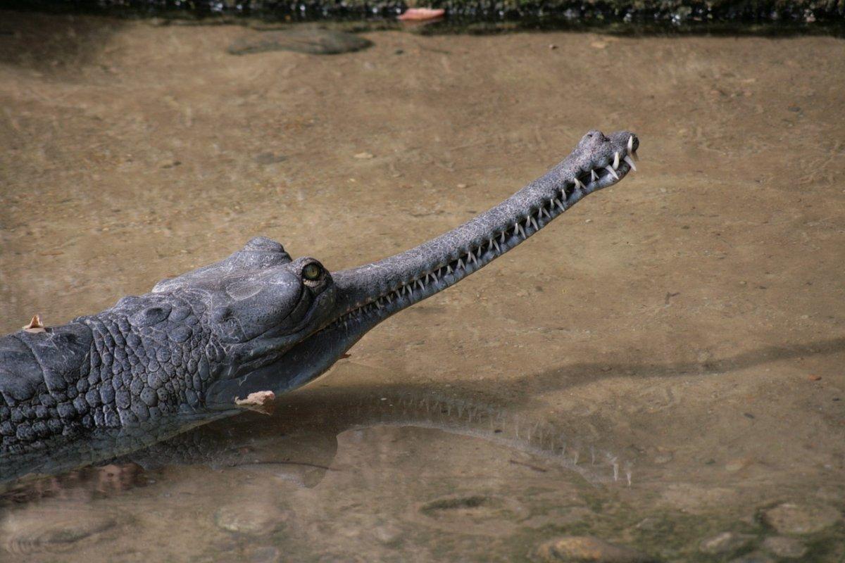 gharial is one of the wild animals of nepal