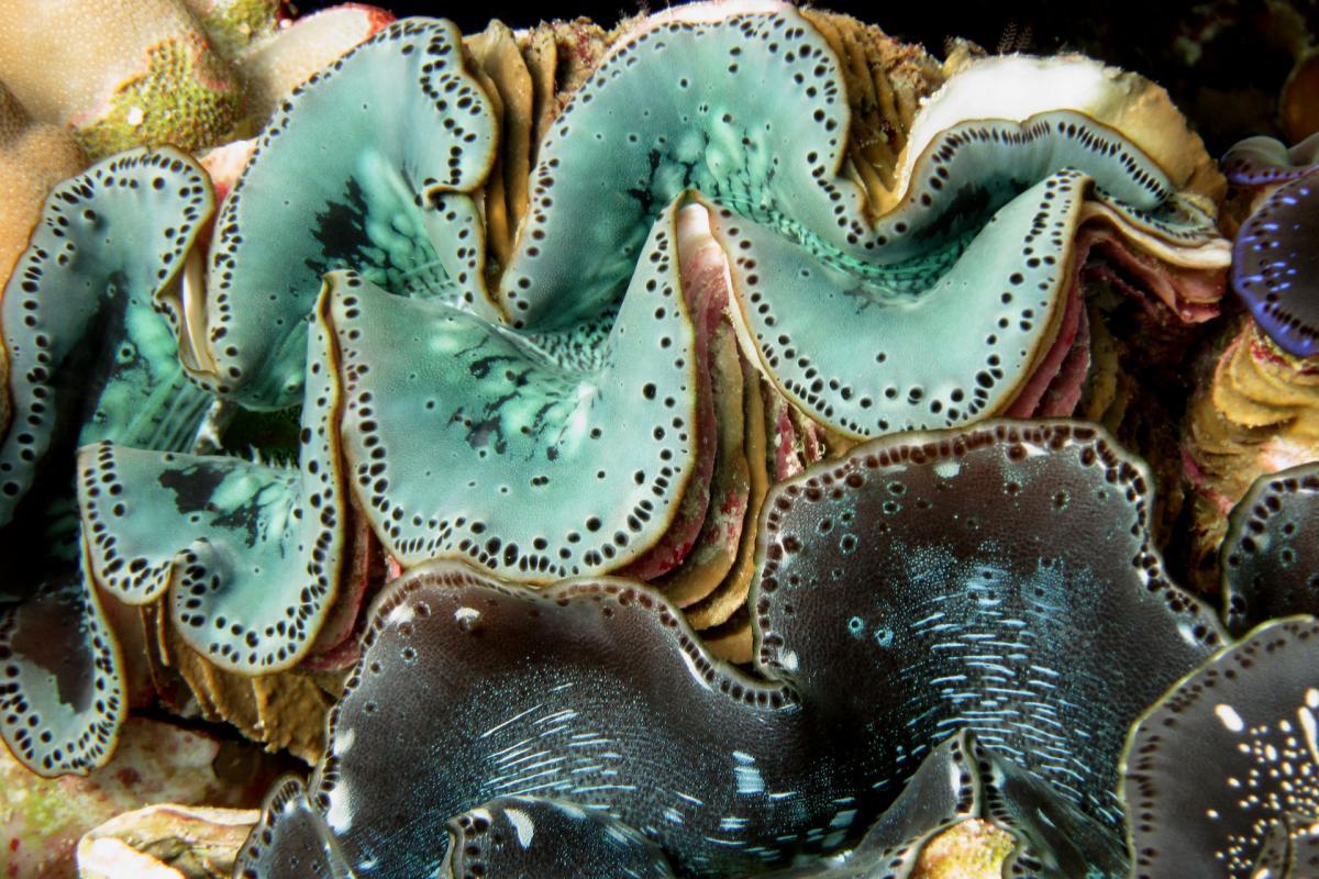 giant clam