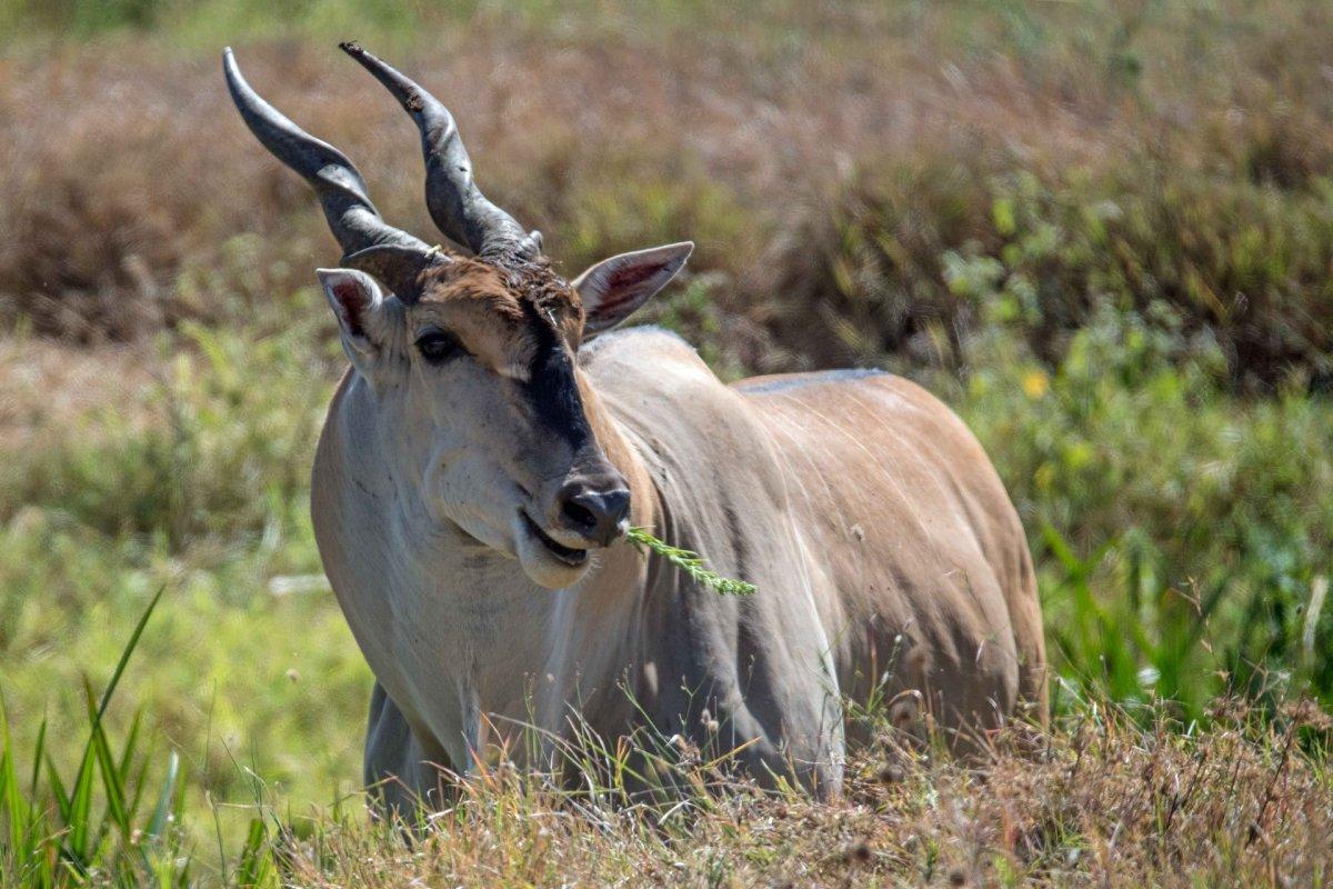 giant eland