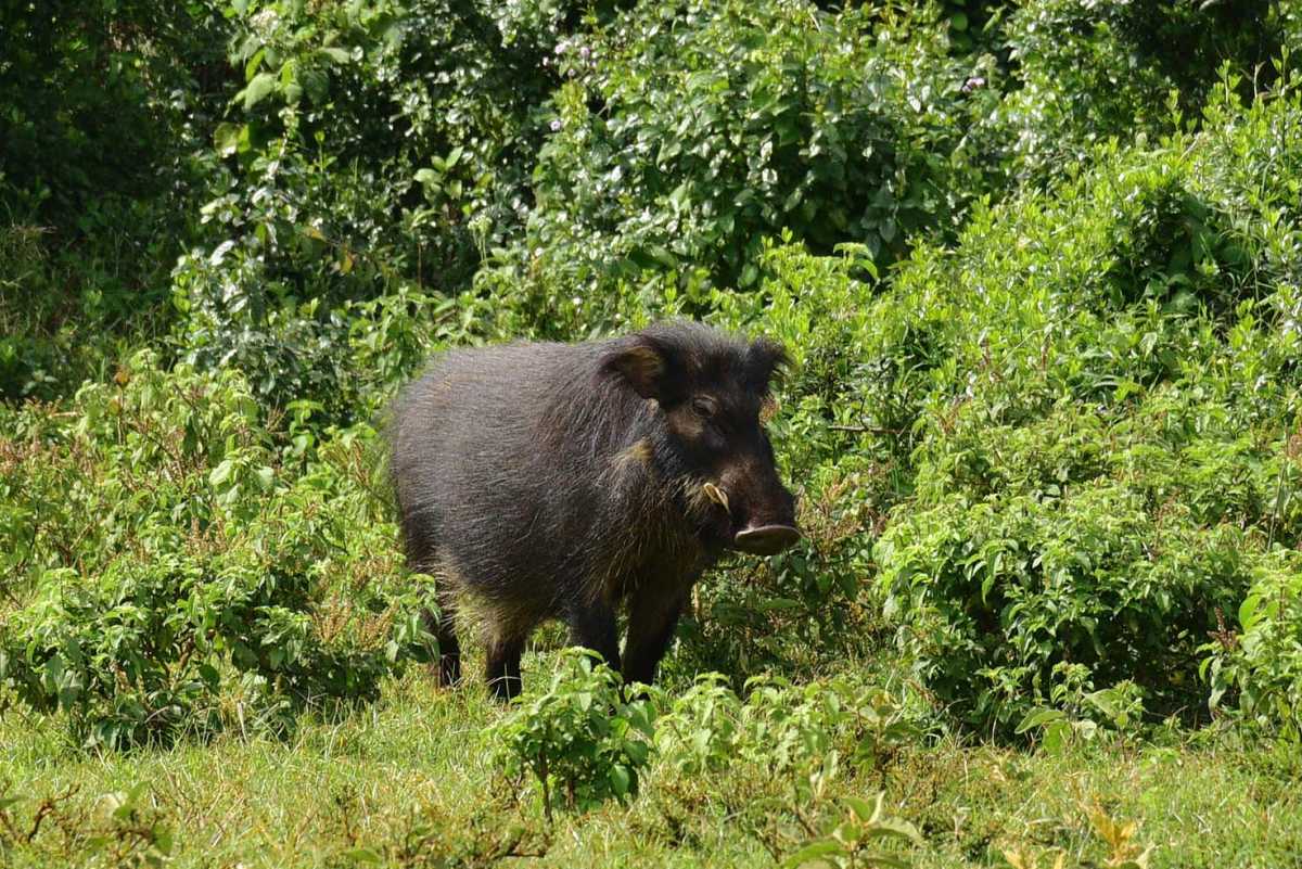 giant forest hog