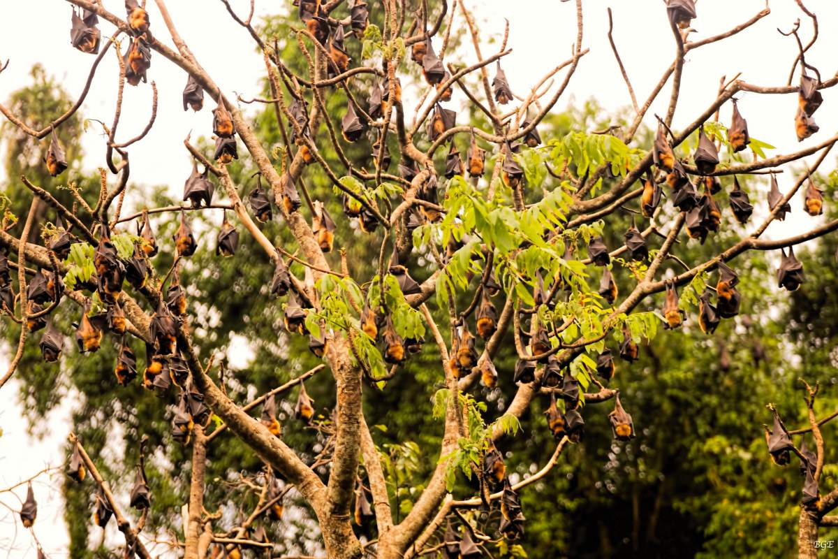 giant golden-crowned flying fox is among the endemic animals in the philippines