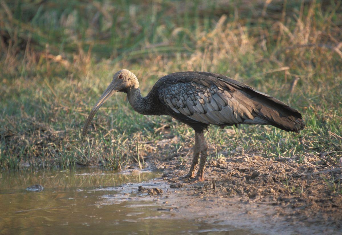 giant ibis