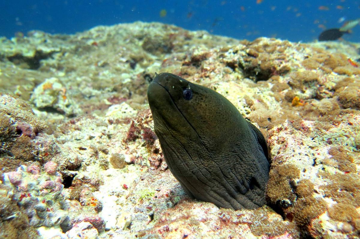 giant moray is one of the maldives sea animals
