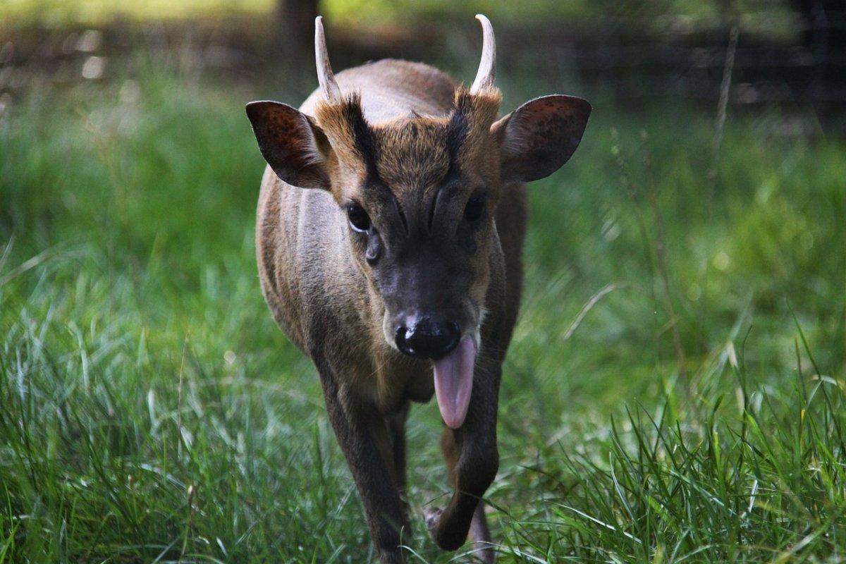 giant muntjac is among the vietnam animals