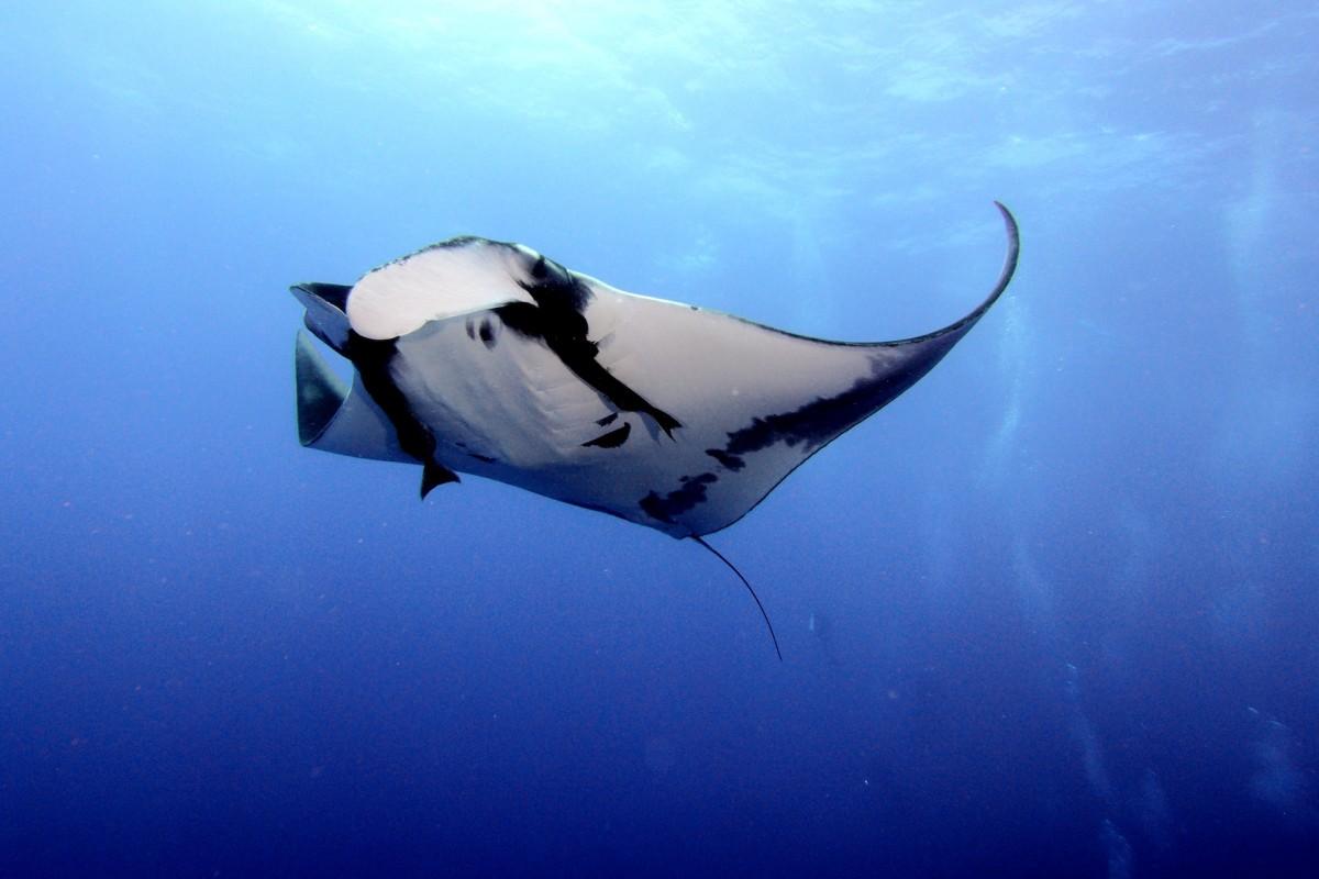 giant oceanic manta ray is one of the endangered marine species in malaysia