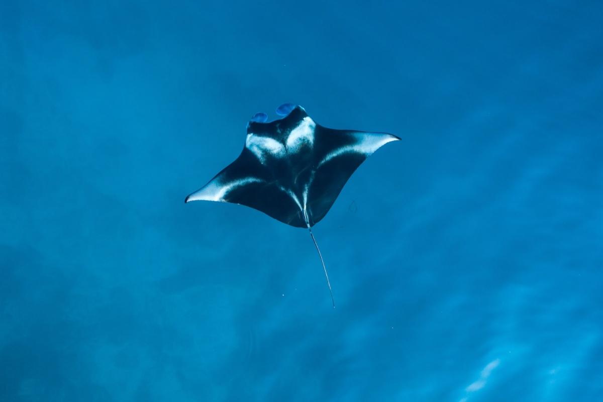giant oceanic manta ray is one of the protected animals in maldives