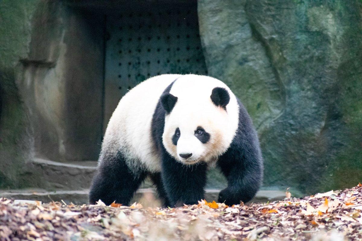 giant panda is one of the animals native to china