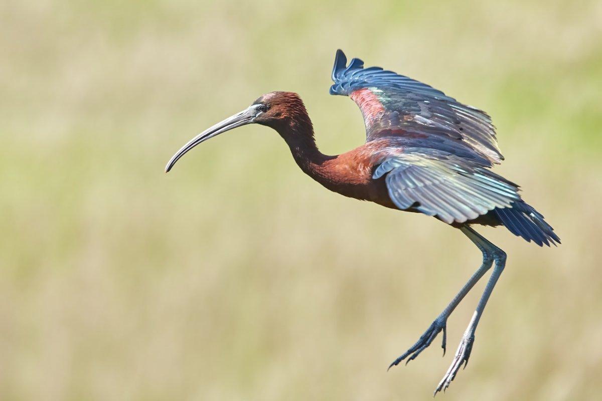 glossy ibis is one of the kyrgyzstan animals