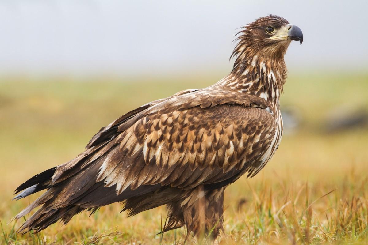golden eagle is the national animal of kazakhstan