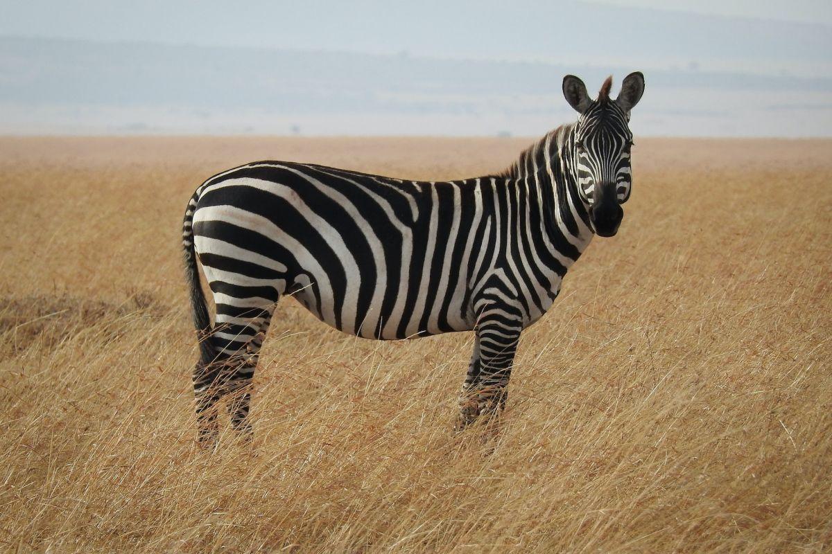 grant's zebra is one of the ethiopian animals