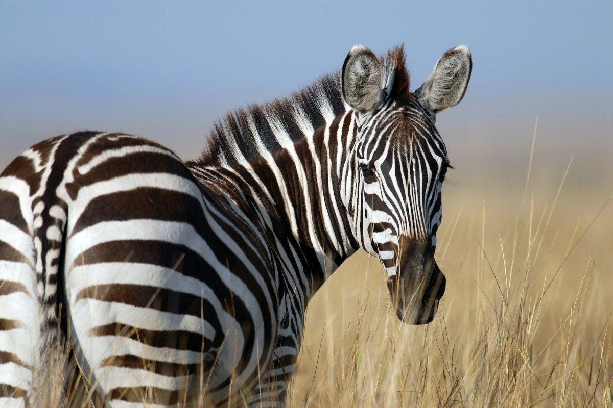 grant's zebra is part of burundi wildlife