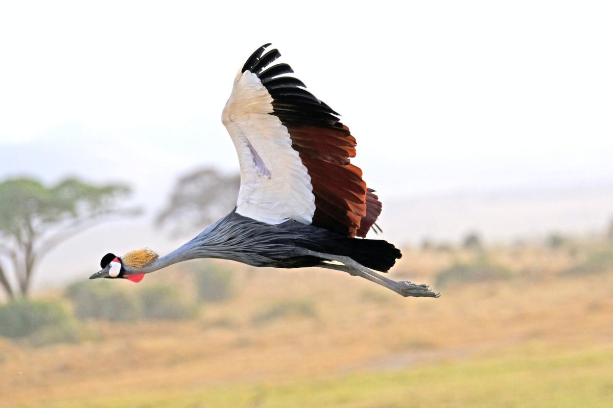 gray crowned crane is among the wild animals tanzania has on its land