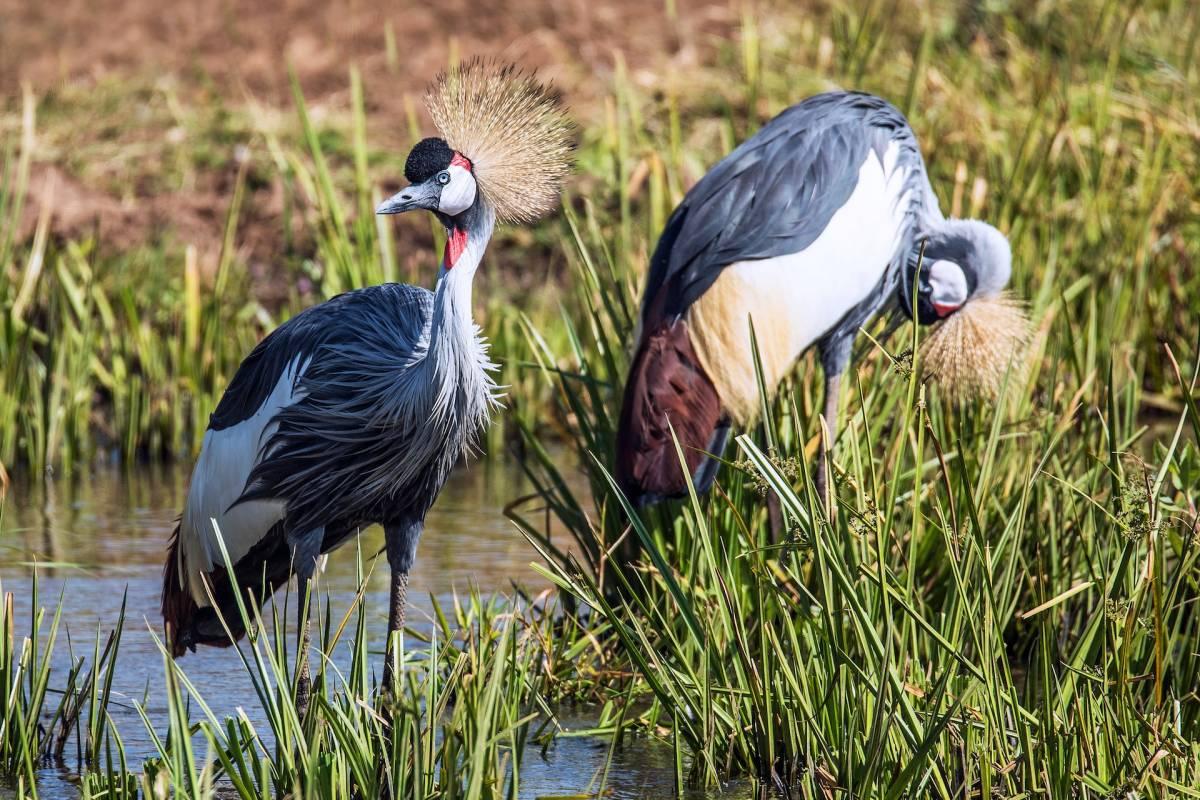 gray crowned crane is part of the kenya animals list