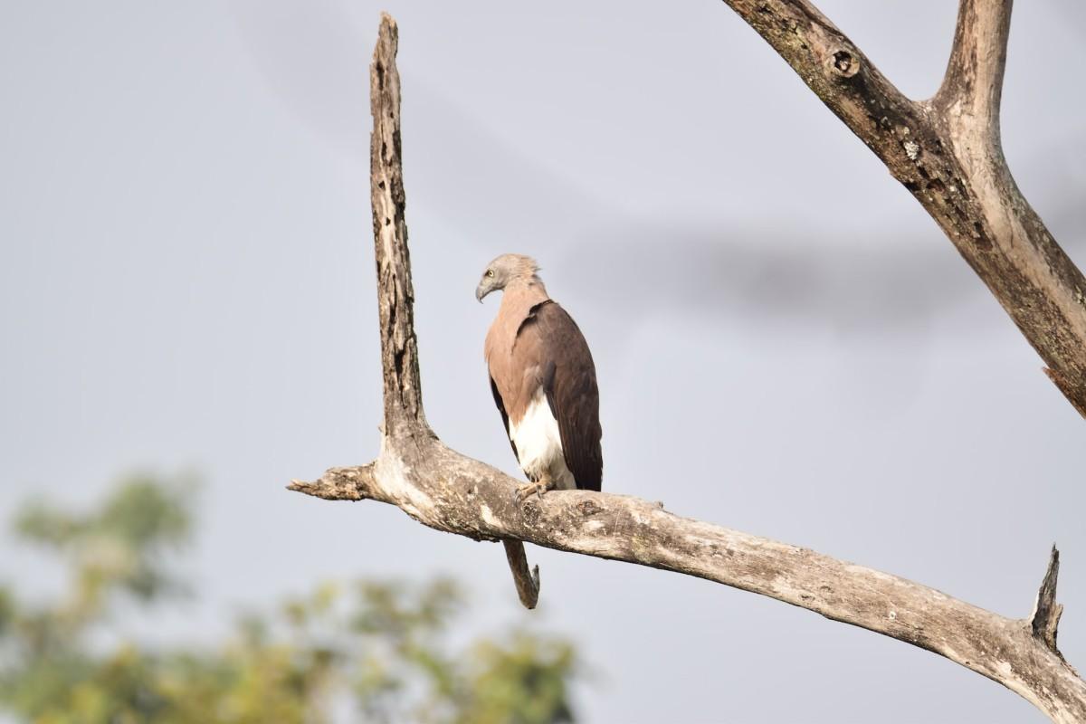 gray-headed fish eagle is part of the malaysian wildlife