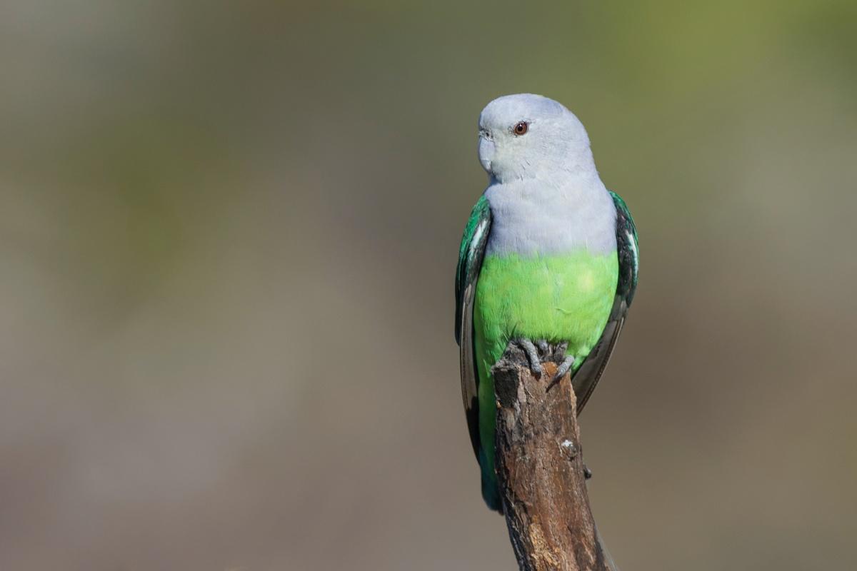 gray-headed lovebird is part of the wildlife in zanzibar