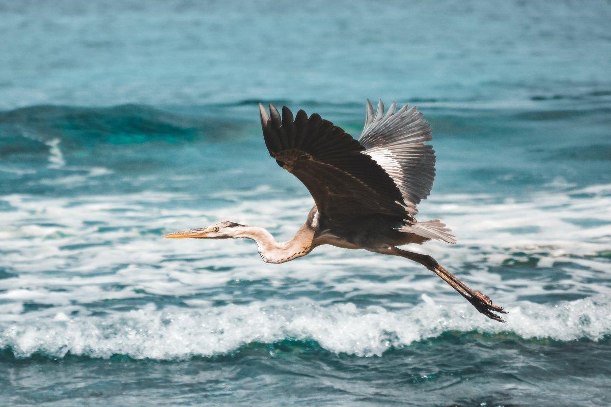 gray heron is part of the maldives wildlife