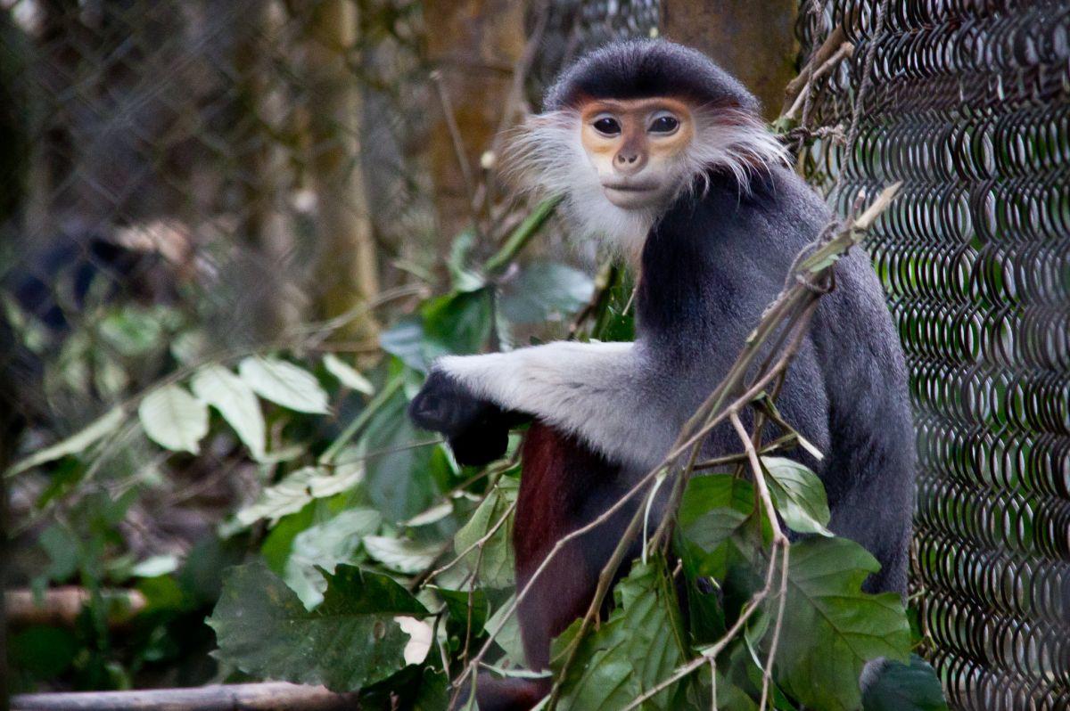 gray-shanked douc is one of the most endangered animals in vietnam