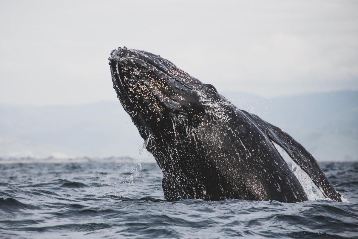 gray whale is one of the animals south korea has on its land