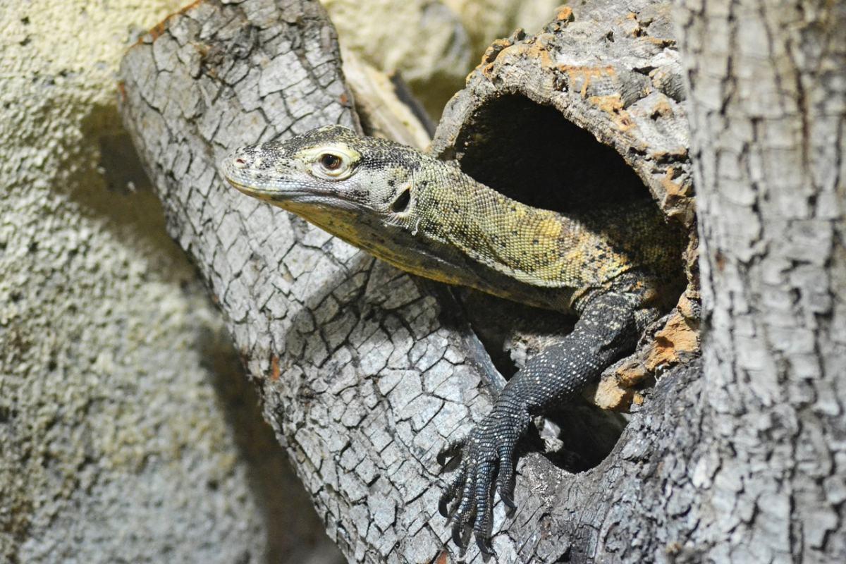 gray's monitor is among the philippines animals