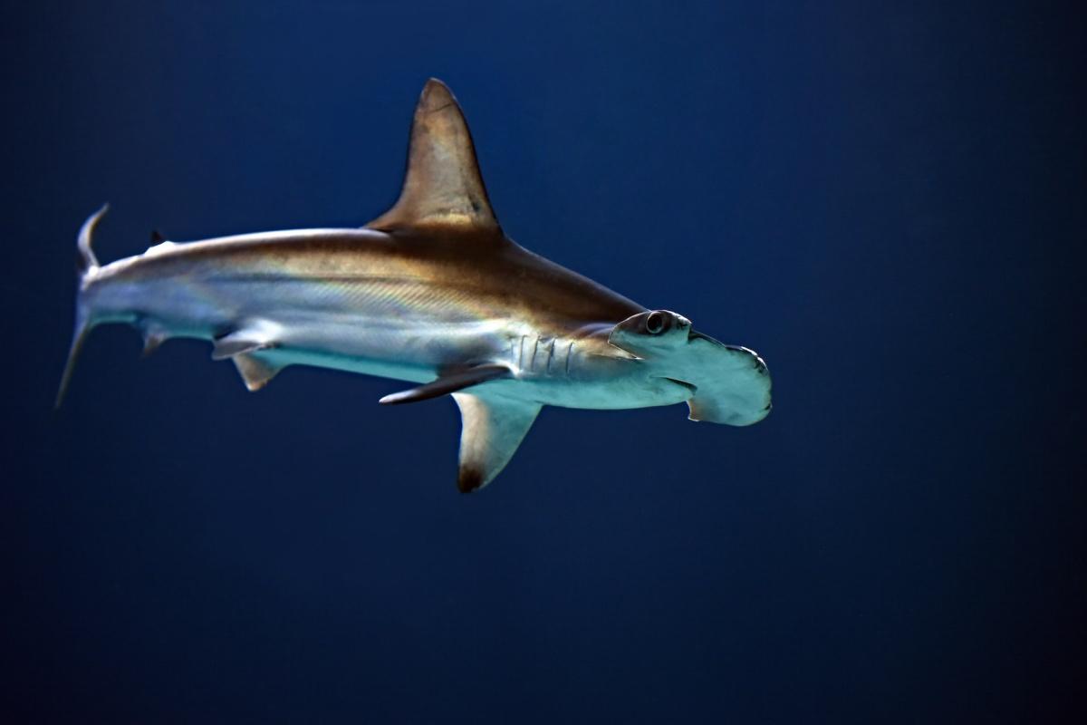great hammerhead is one of the endangered animals in namibia