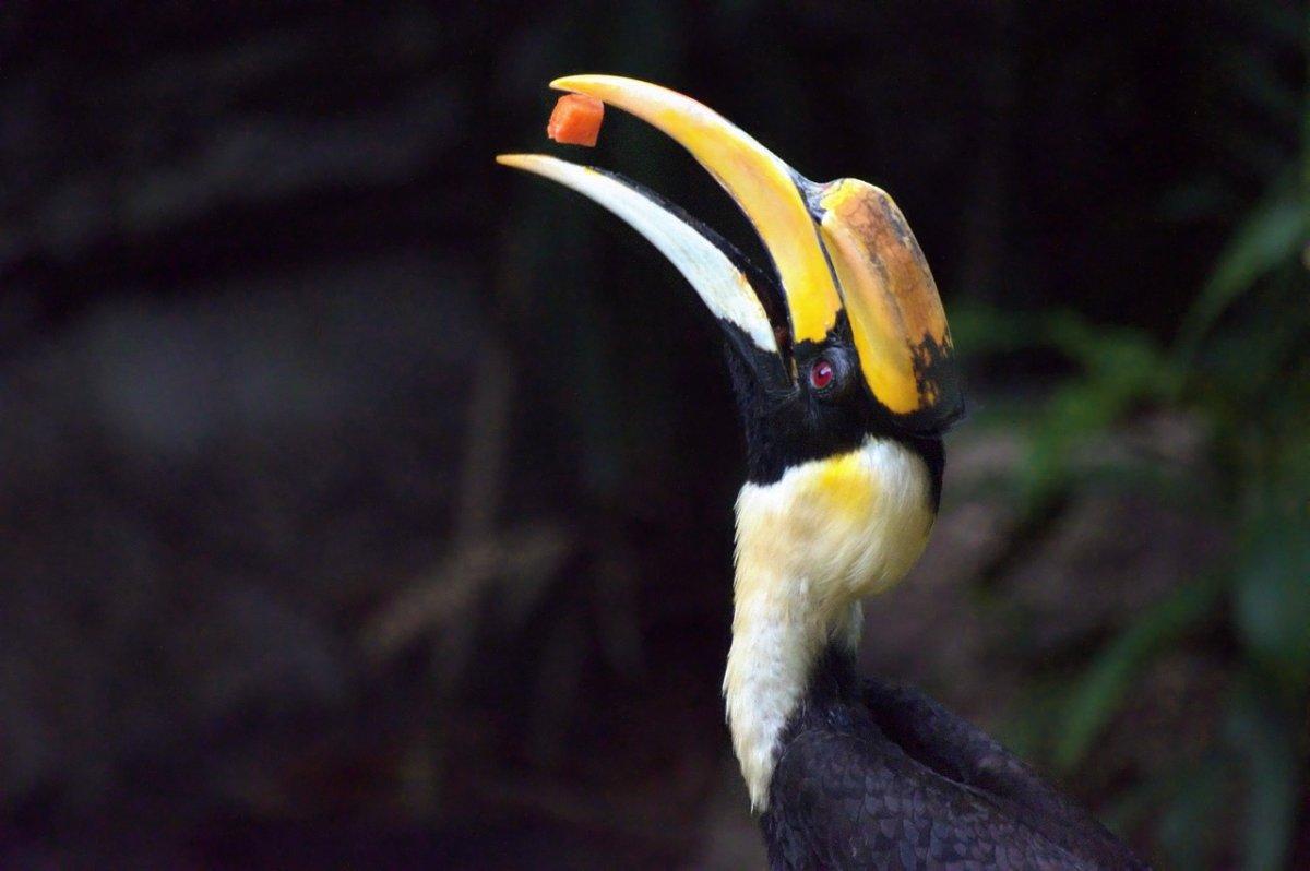 great hornbill is among the animals native to india