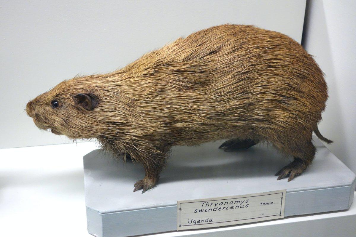 greater cane rat