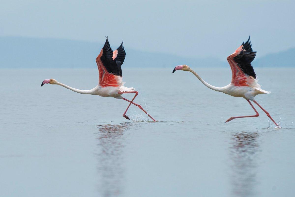 greater flamingo is part of the seychelles wildlife