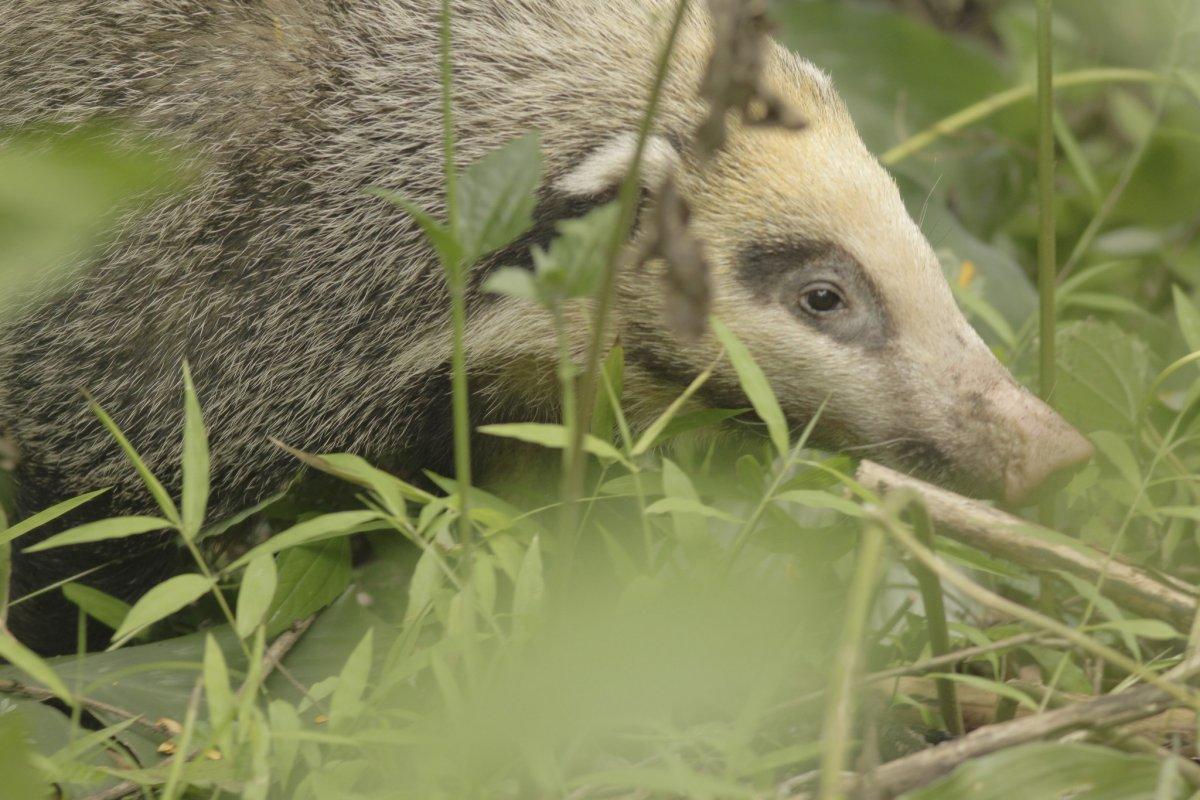 greater hog badger