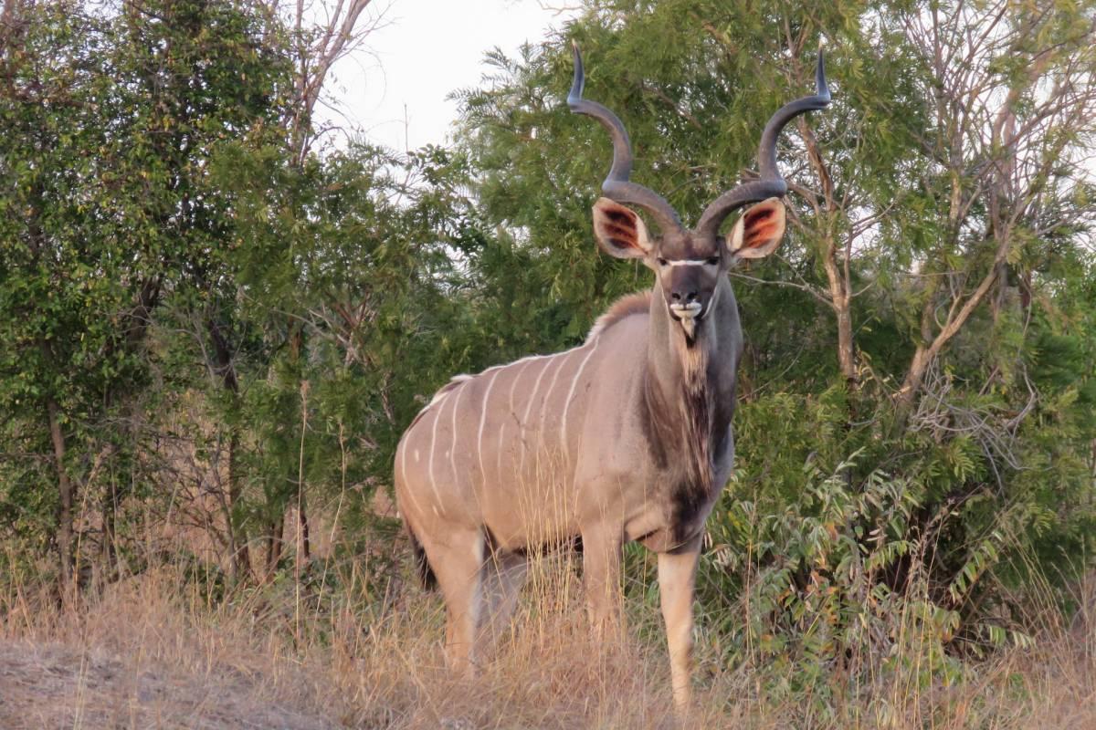 greater kudu is in the list of animals in south africa