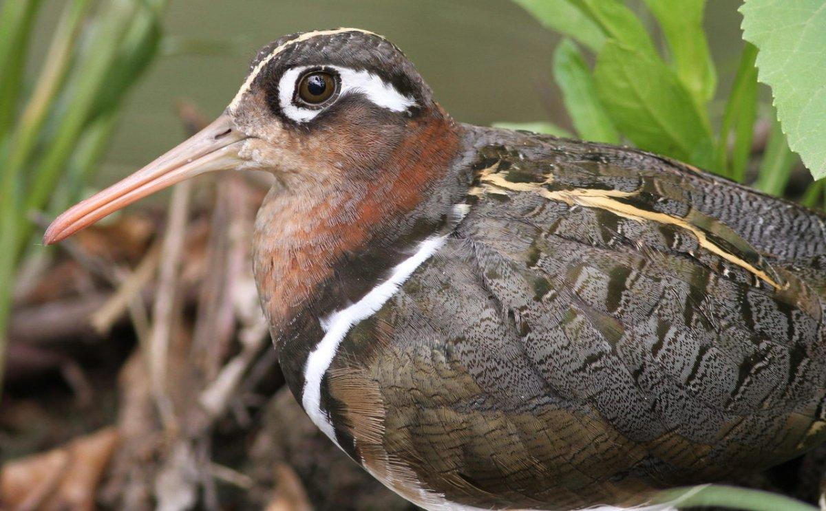 greater painted-snipe is part of the list of animals in kenya