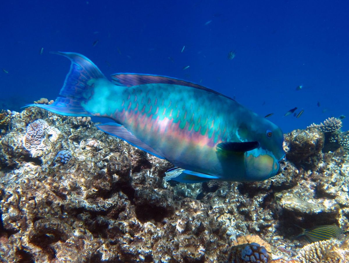 green humphead parrotfish is among the endemic species in the philippines