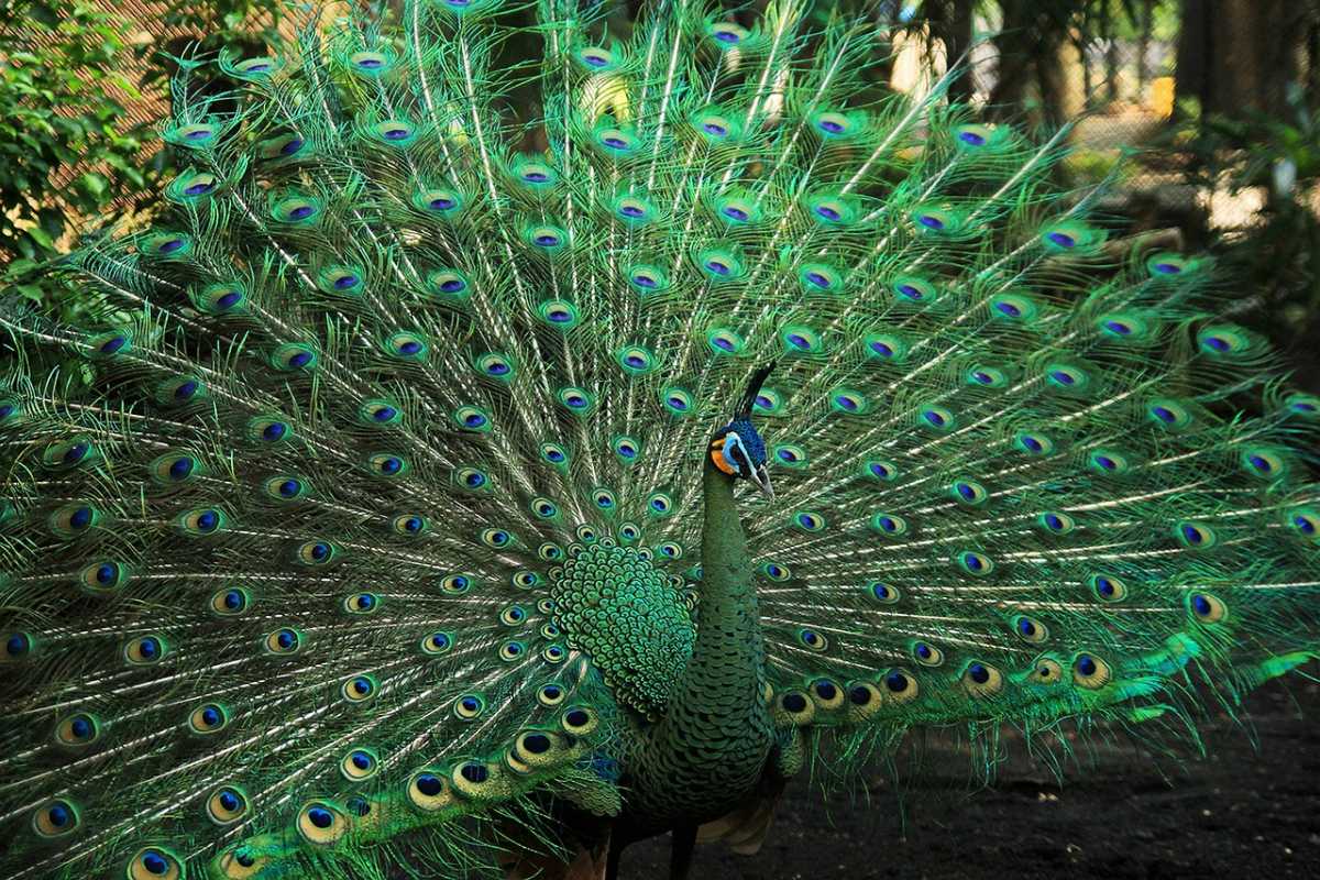 green peafowl is myanmar national animal