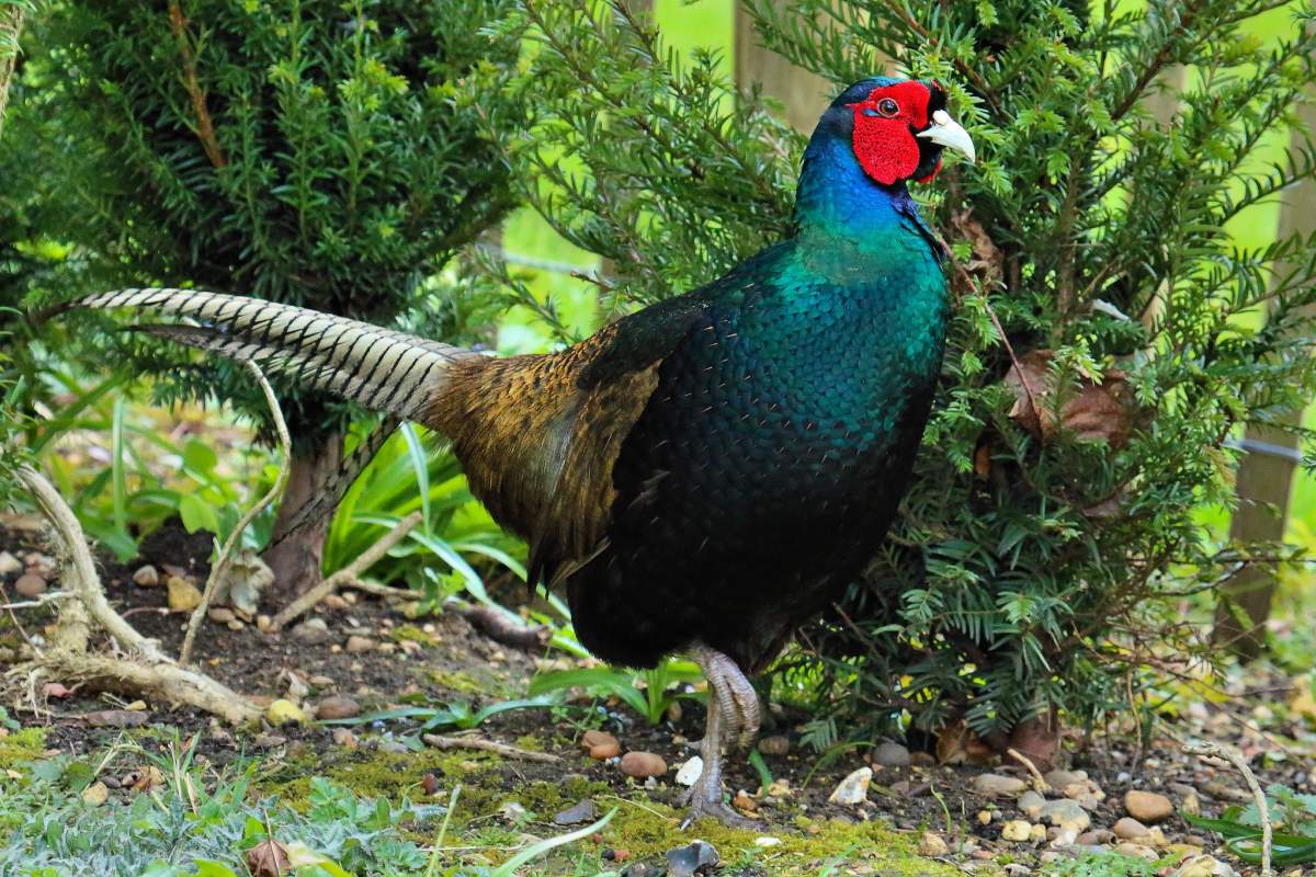 green pheasant is one of the animals from japan