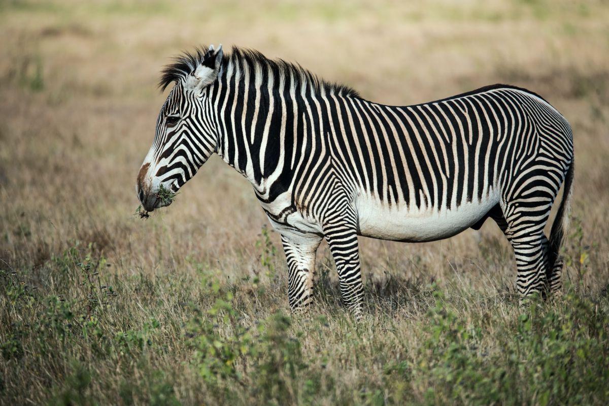 grevy's zebra is part of the animals in kenya list