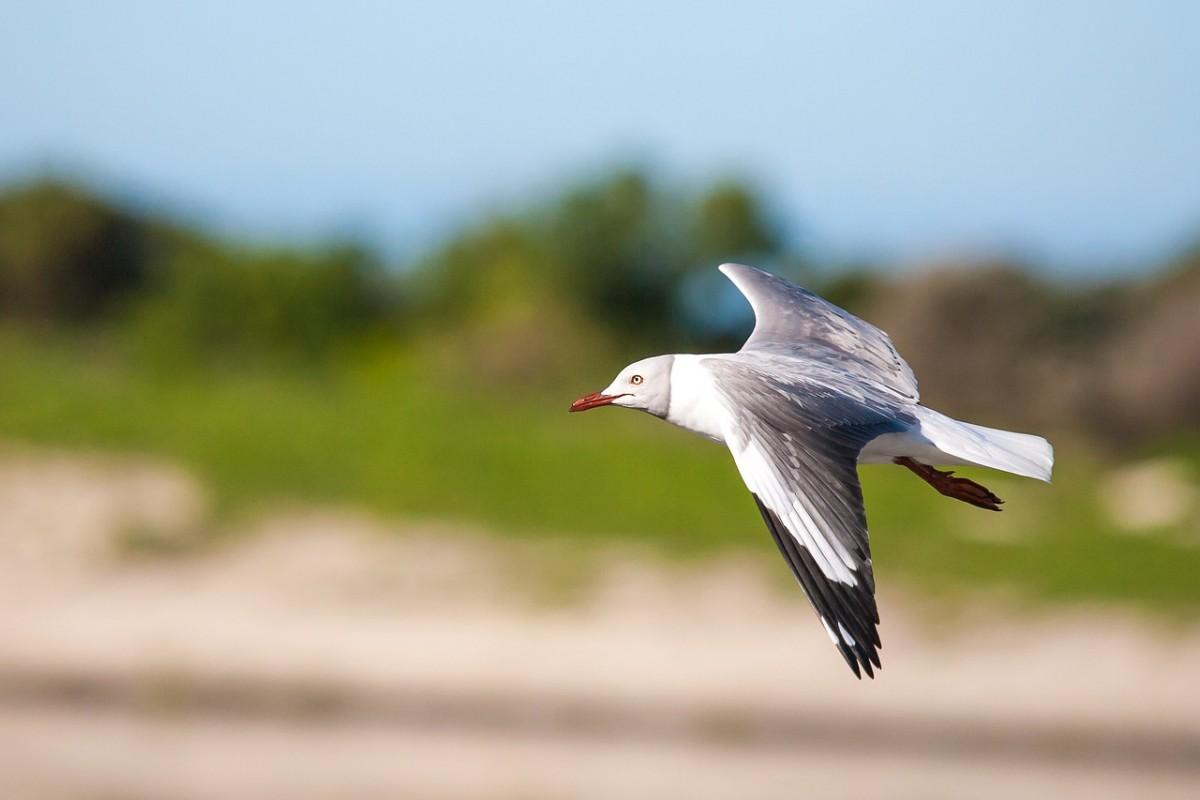 grey-headed gull is one of the animals in comoros