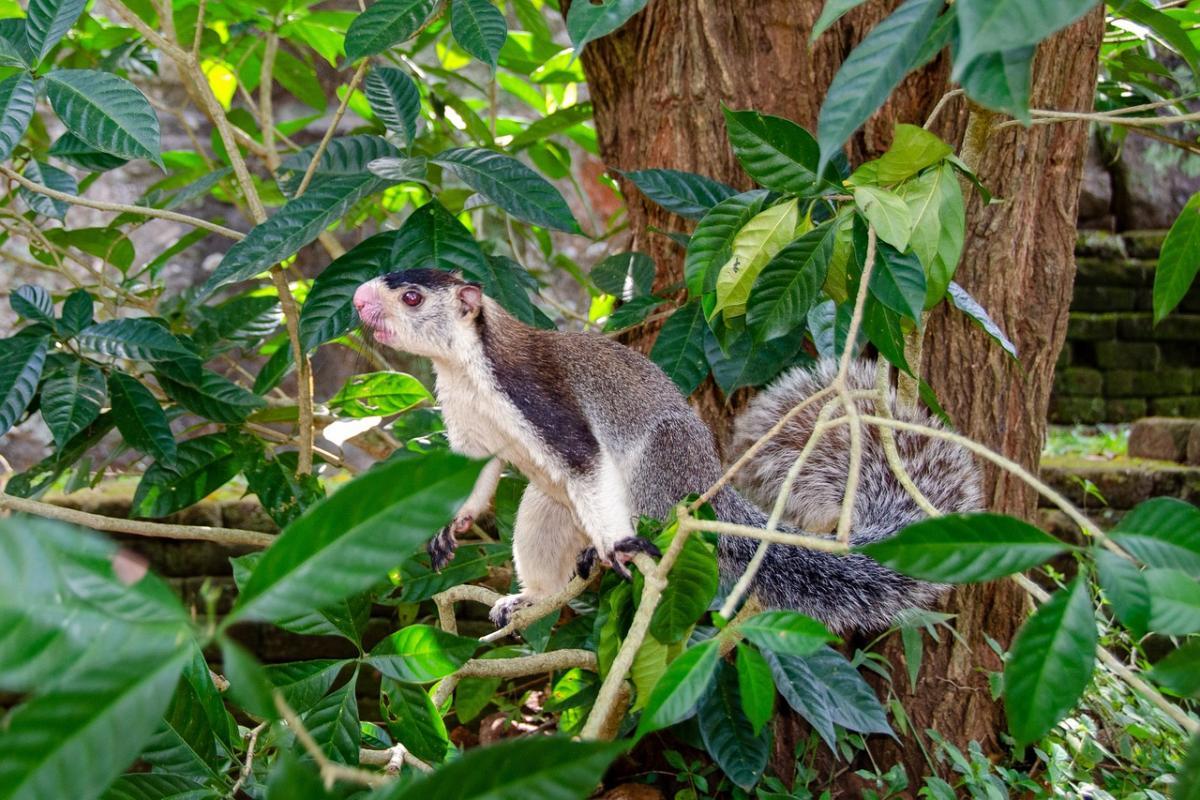 grizzled giant squirrel is one of the sri lankan animals