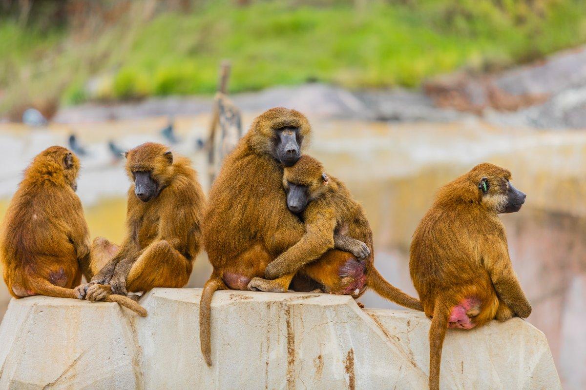 guinea baboon