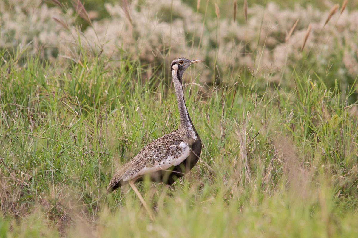 hartlaub's bustard is among the native animals of kenya