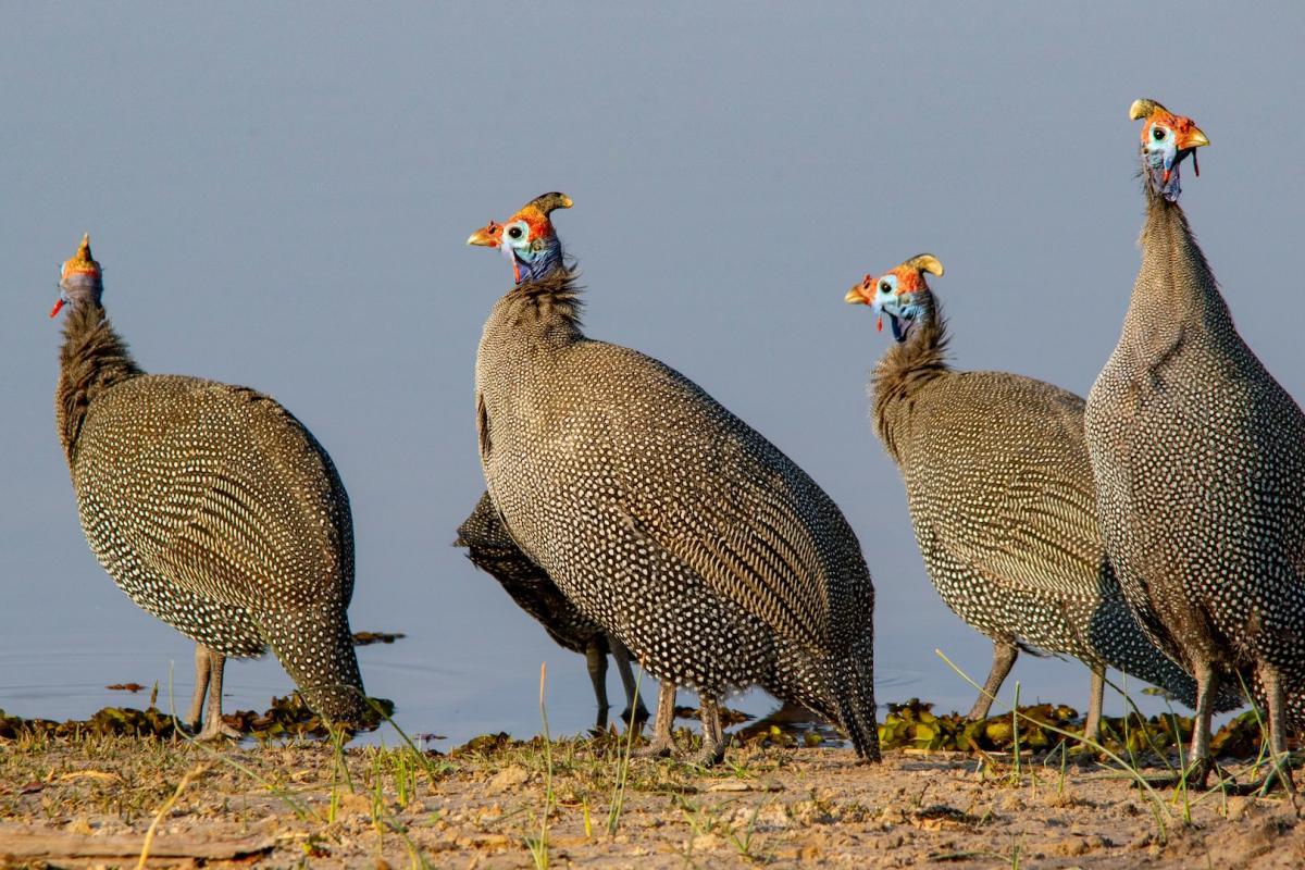 helmeted guineafowl is one of the wild animals in eritrea
