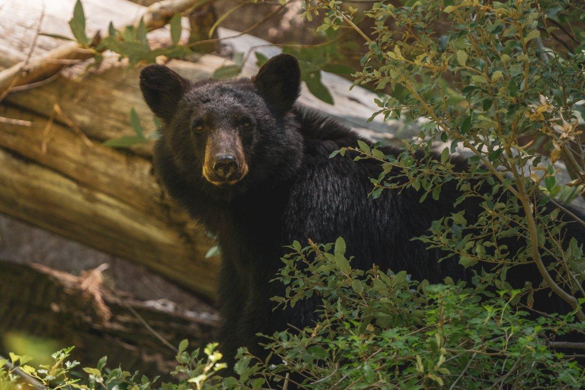 himalayan black bear is one of the endangered species of nepal