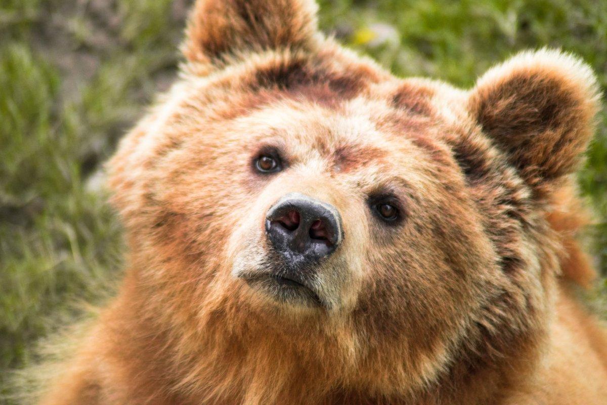 himalayan brown bear