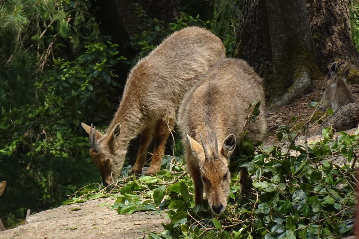 himalayan goral is one of the wild animals of bhutan