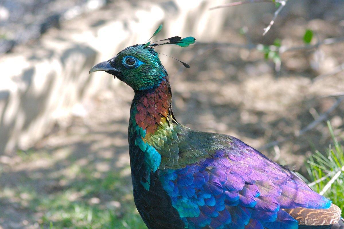 himalayan monal is one of the animals from india