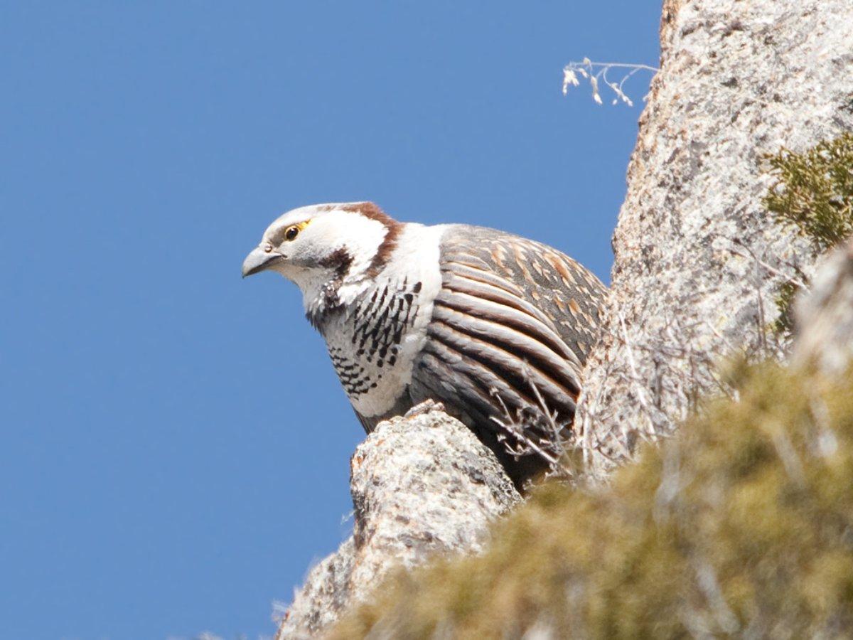 himalayan snowcock is part of the pakistan wildlife